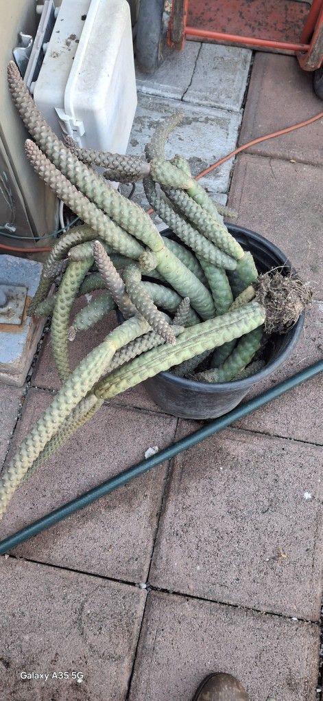 Succulents- Box Pine Cone $1.00