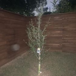 This tree for sale includes transplanting and transportation. It's a beautiful tree.