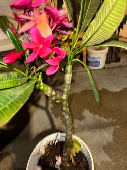 Red plumeria ready to go come with route in the pot