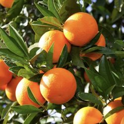 Washington Navel Orange Tree