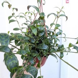 Black Pagoda Lipstick Plant 6" Pot - Indoor House Plants 