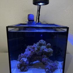 15 Gallon Fish Tank Setup