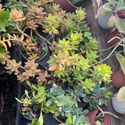 Assorted Succulent 4”  Full Sun Lover 