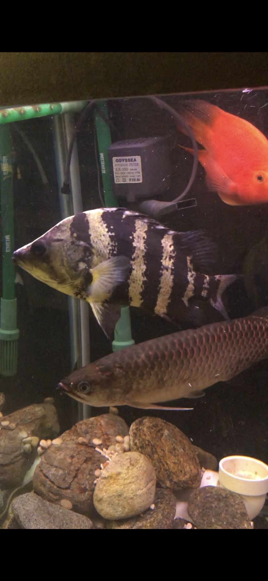 Fish tank: NGT Datnoid