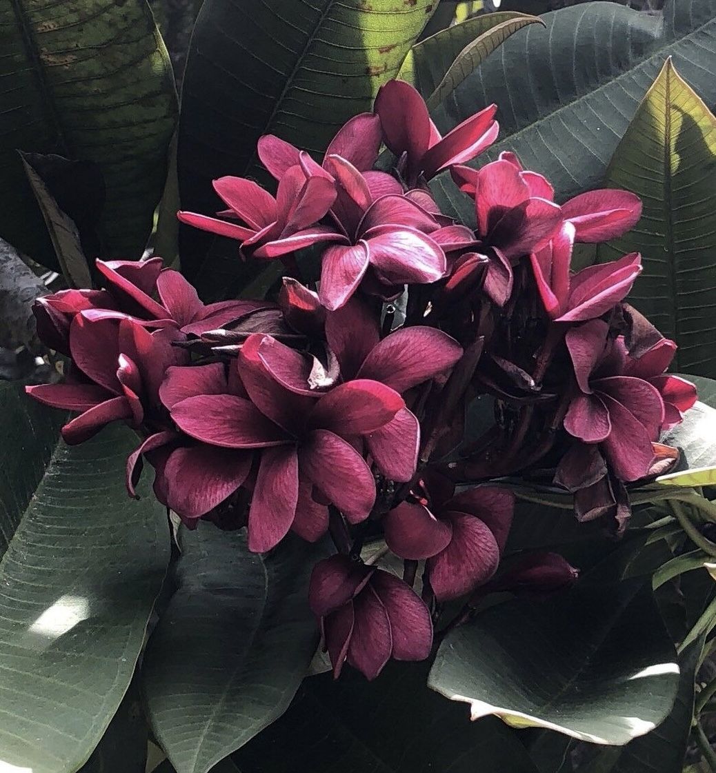 Plumeria** Cuttings/ Potted Plants/ Many Different Varieties - $20 (and up) (Costa Mesa)