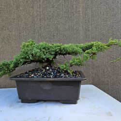 Old Juniper Nana Bonsai Tree