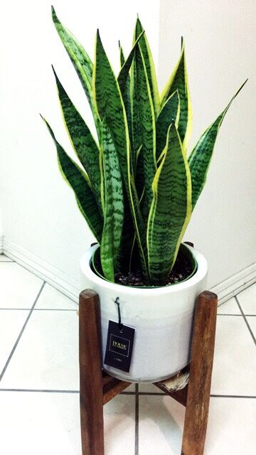 Snake Plants - 22” Tall - Planter Not Including