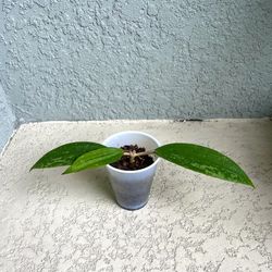 Hoya Rangsan Plant 