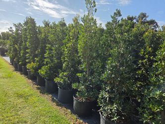 Japanese blueberry trees, eight foot tall, delivered anywhere in florida