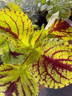 Coleus/ colèo