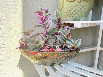 Indoor Or Outdoor plant In A Nice Pot 