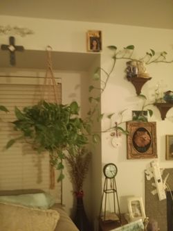 Hanging House Plant