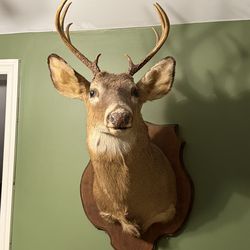 2 Deer Head Mounts
