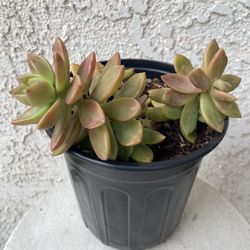 1 Gallon Pot Succulent Plant - Sedum Chocolate Variegated - Rooted & Established - Drought Resistant 🪴 