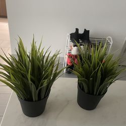 2 Plants