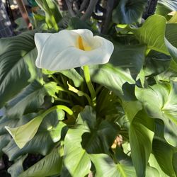 Giant White Calla Lily In 5 gal pot $19