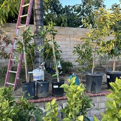 Bears Lime Tree