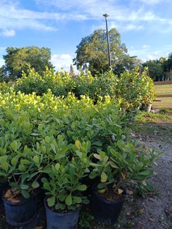 Clusia hedges huge sale now as low as $4.50