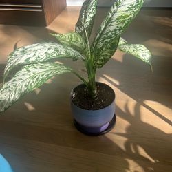 Dumb Cane Plant With Planter Included