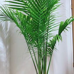 Beautiful Healthy Majestic Palms