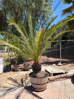 Palm tree