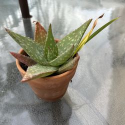 Aloe Vera Succulent 