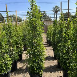Ficus Nitida Indian Laurel Privacy Hedge