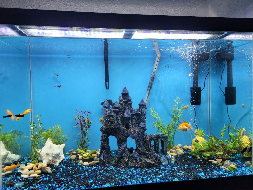 fish tank with stand, fish, heater, filters, decorations, cleaning accessories included