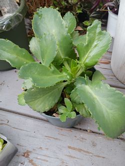 Kalanchoe