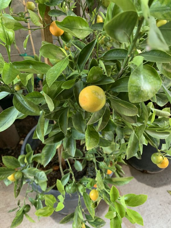 Calamondin tree for Sale in Rosemead, CA - OfferUp
