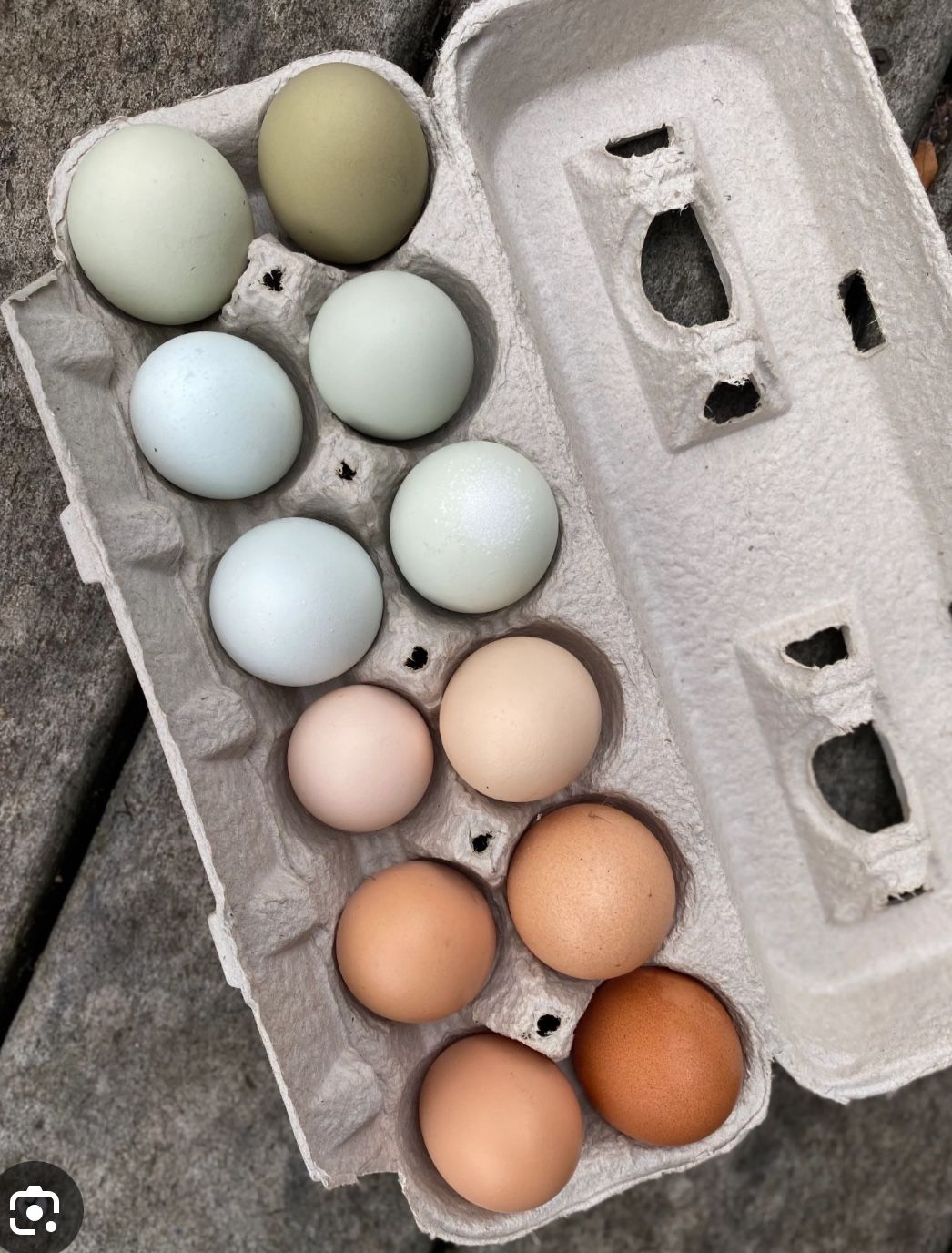 On Dozen Eggs ($6.00)