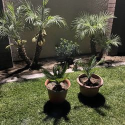 2 Palm Tree’s And Pots 