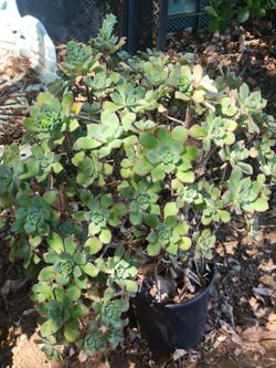 Large 1 Gallon Aeonium