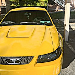 Mustang 