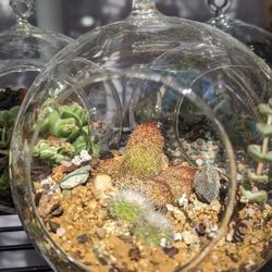 Mini Cactus Garden Terrarium 