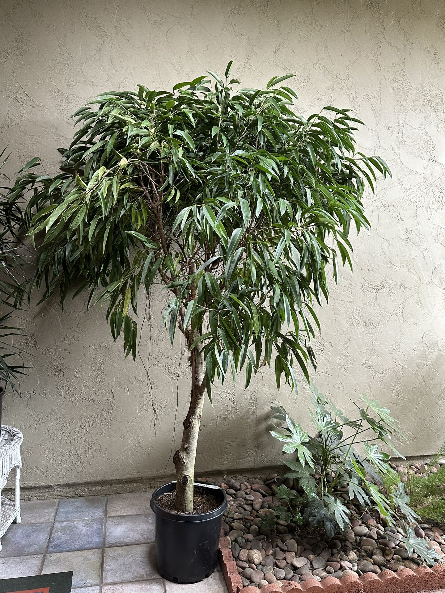 Huge Ficus Alii House Plant