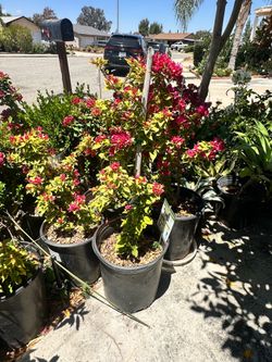 Bougainvillea
