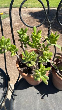 Plant