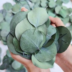 Dried Eucalyptus Leaf