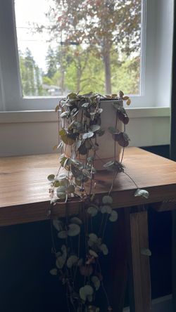 String of hearts succulent