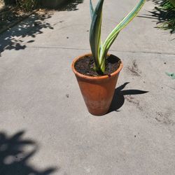 Agave Plant In Terracotta Pot