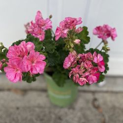 Geranium , Malva Matizada Con Flores, En Maceta De 1 Gallon Pick Up Only