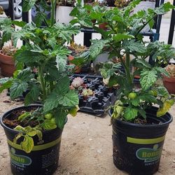 Tomato Plants