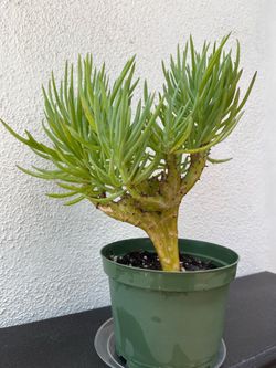 Crested Senecio Vitalis ‘Mermaid Tail’ – Rare Collector Succulent – 6” Pot