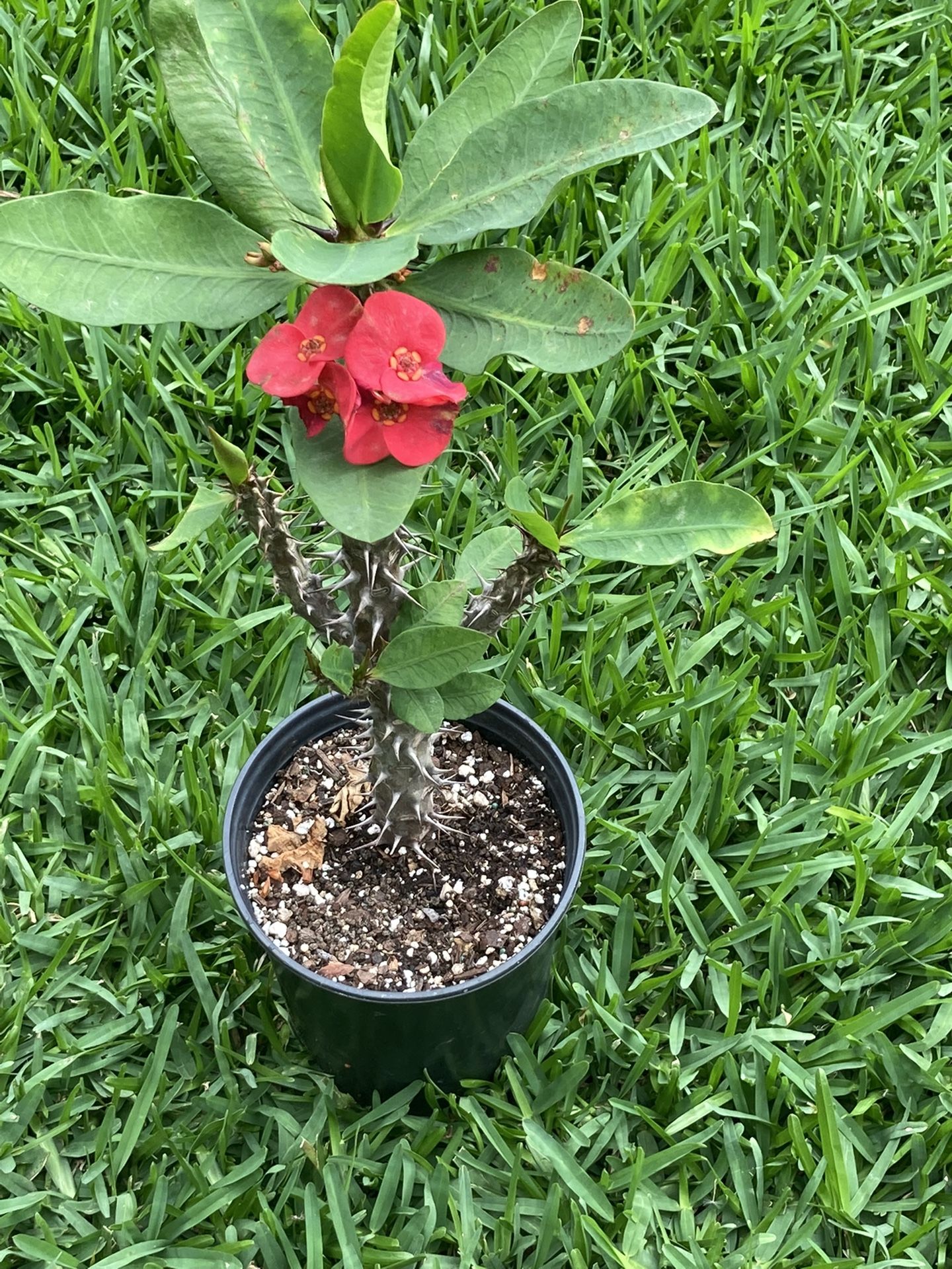 Maceta De Corona De Cristo Color Rojo Flor Grande 