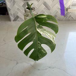 Monstera Albo Cutting