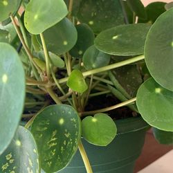 Mother’s Day Gift ideas - Unique Plants and Handmade ceramic Planters