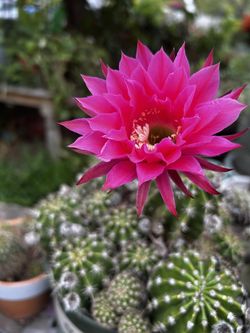 Cactus