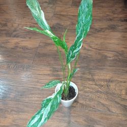 Variegated Peace Lily Plant (pls Read Description Below)