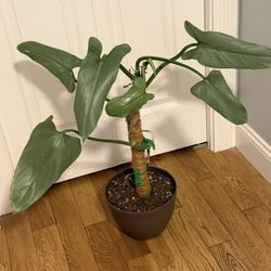 Philodendron Silver Sworld
